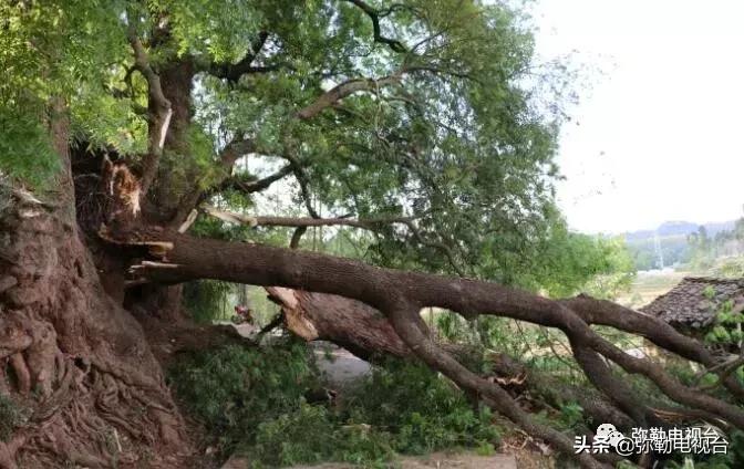 一棵被保护的百年古树,一棵百年的古树被雷击