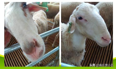 羊怎么分舍管理,羊场环境的好坏对羊的影响有多大