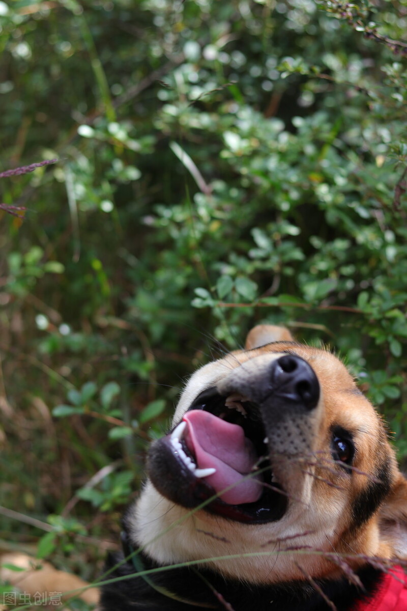 中华田园犬的优缺点及性格,中华田园犬幼犬有人歧视吗