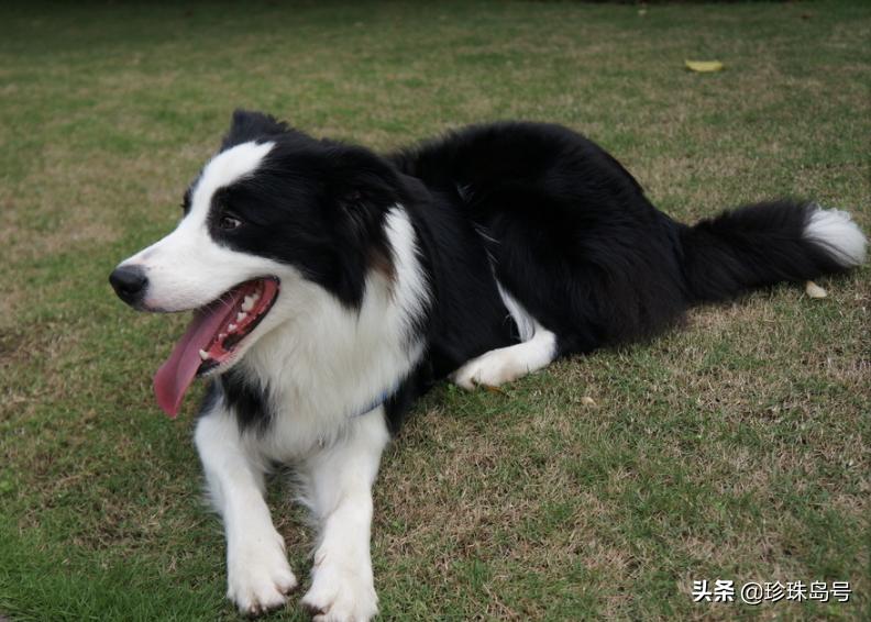 边牧大小便怎么解决,边牧室内大小便怎么解决