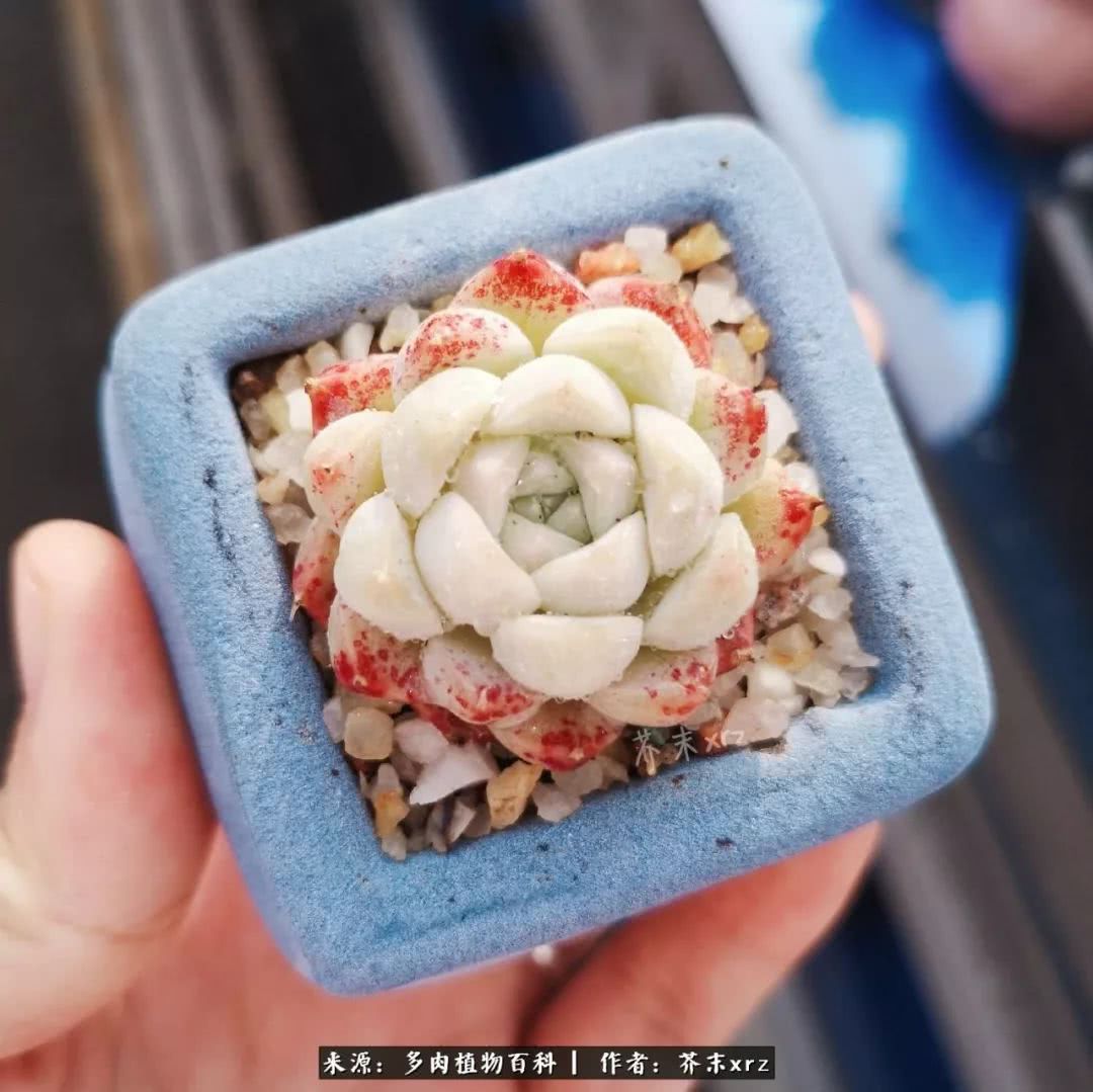 那个爱画多肉的小姑娘带着她的心头肉又来啦!