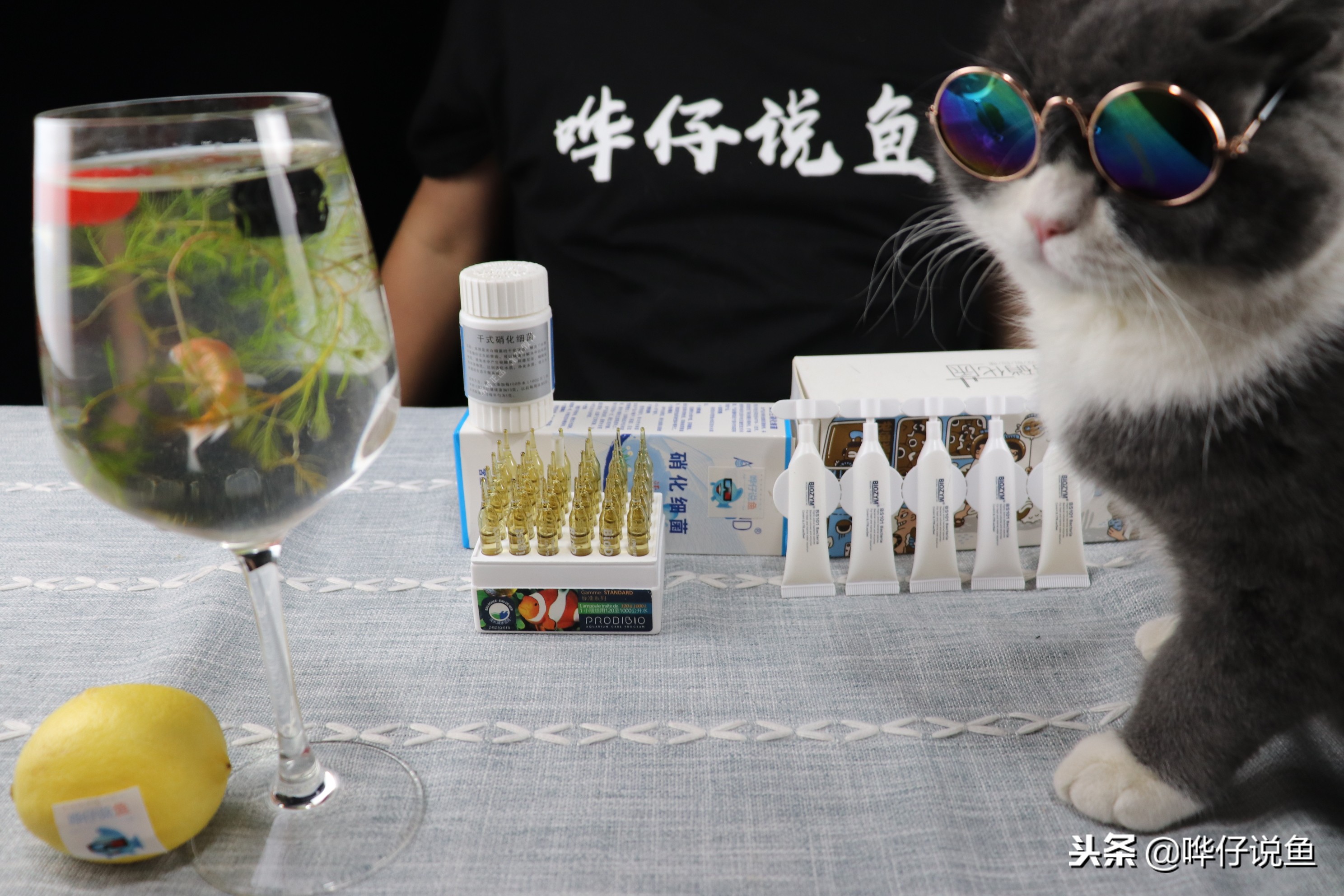 如何将鱼缸快速培养出硝化细菌,鱼缸怎样快速培养硝化细菌