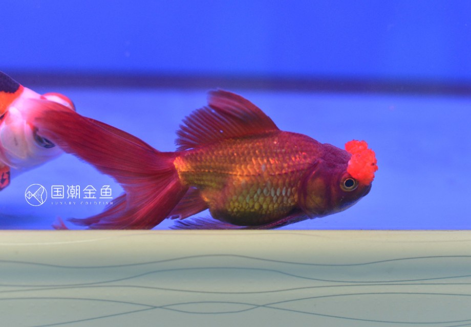 养金鱼没有过滤器要放硝化细菌吗,小球藻和硝化细菌哪种适合养金鱼