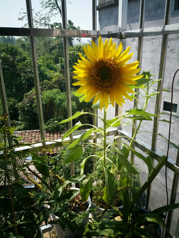 让向日葵长矮的方法是什么,让向日葵快速开花