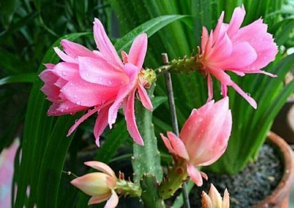 瀹堕噷鍏婚緹鐢ㄤ粈涔堣嵂,瀹堕噷鍏婚緹鎬庝箞闃叉榫熺梾