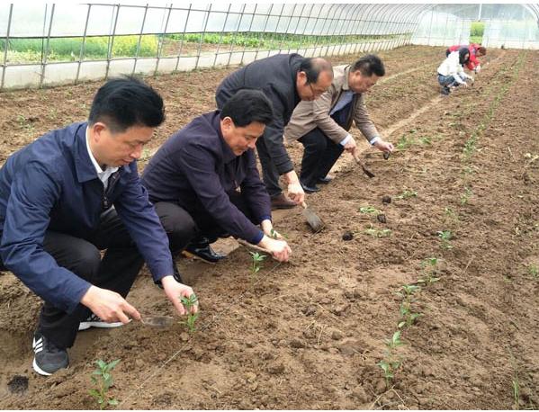 舒城:“苏方明这一轮蔬菜长势怎样”,牵动县领导赵强的心