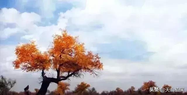 伟大的新疆,伟大的阿勒泰