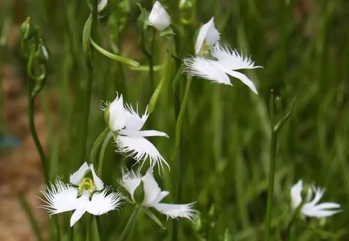 十种名贵的兰花品种有哪些,最珍贵的兰花品种排名前10位