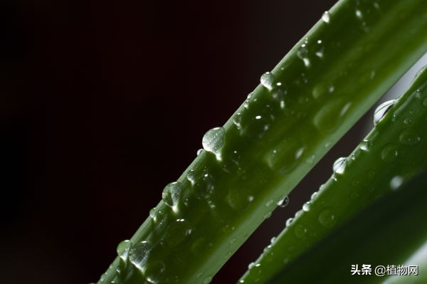 芦荟能直接抹在脸上美容吗,什么品种芦荟可以直接敷脸