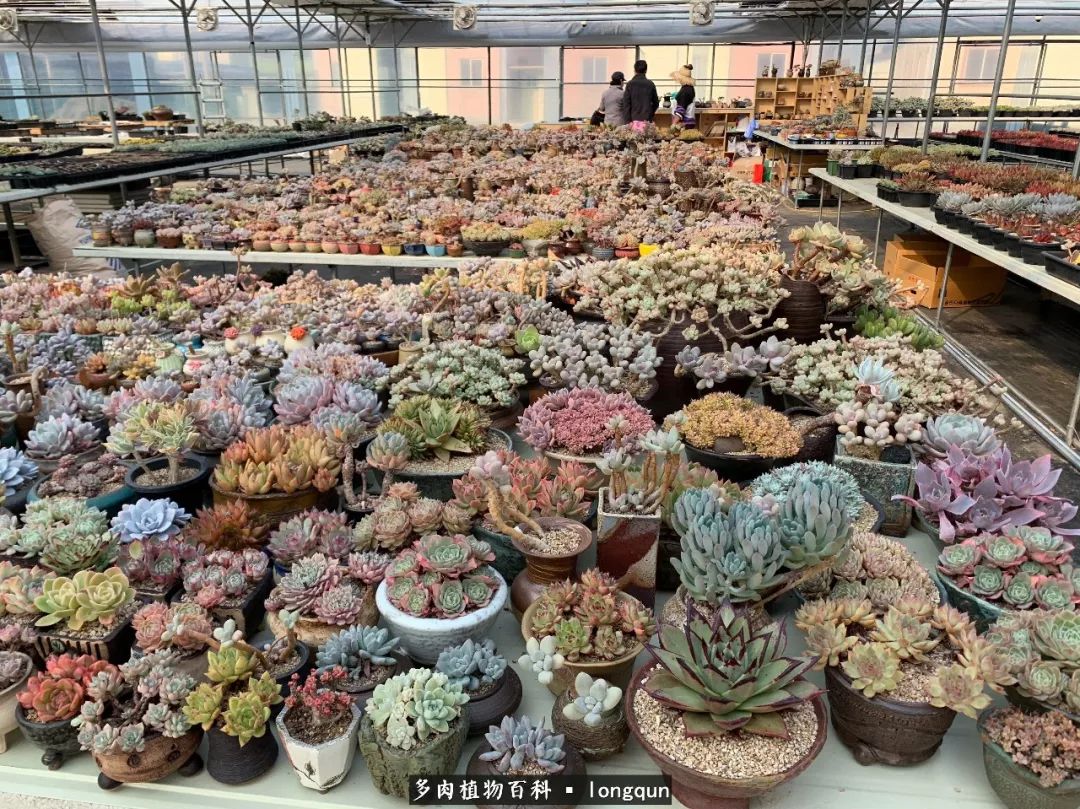 探访韩国肉锥大棚,记一次走访纪录片