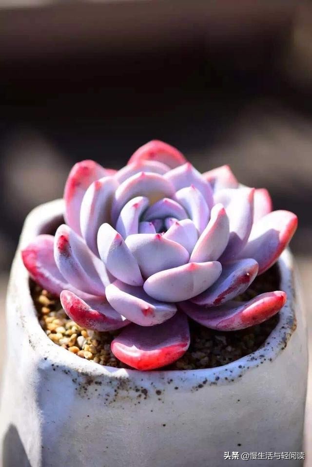 慢生活全集,慢生活完整