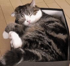 吐舌头的猫是有病吗,吐舌头的喵星人