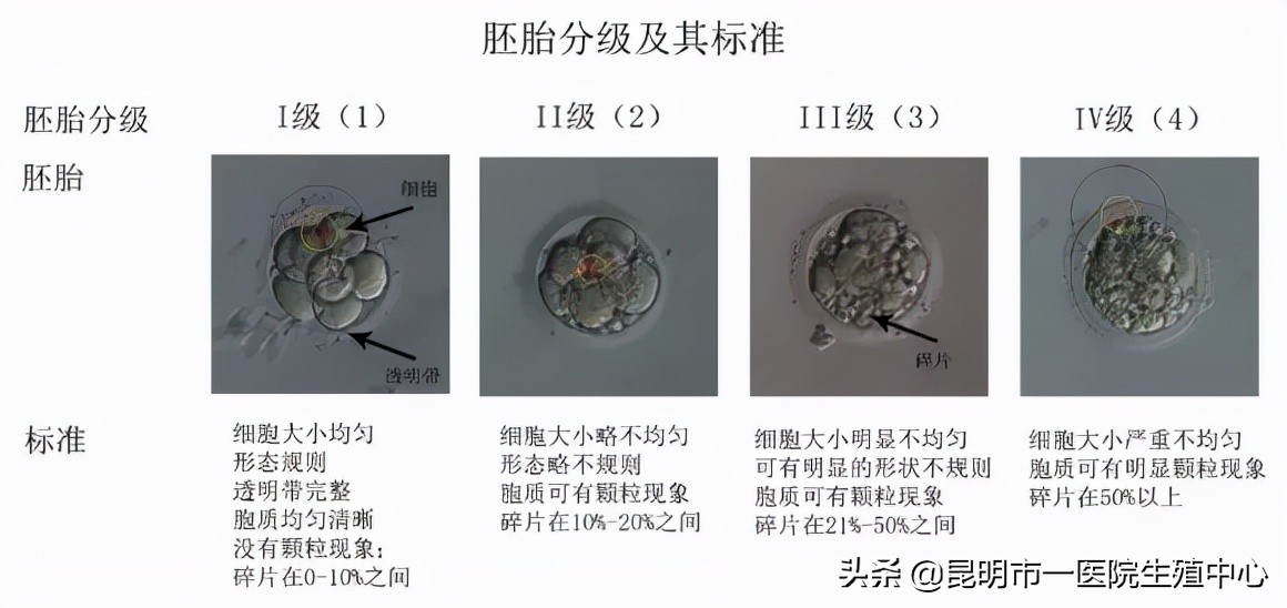 试管小白——“顶流”级别的胚胎长啥样？
