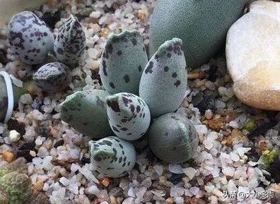 多肉品种水泡,粉色萌宠多肉