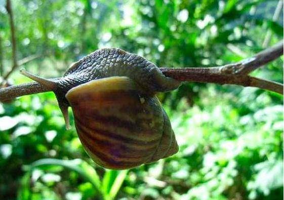 中国吃货都征服不了的非洲大蜗牛，它们是如何入侵中国的？