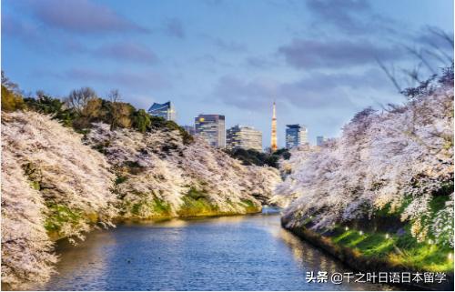 日本樱花季赏樱攻略,樱花季带你去日本看最美的樱花