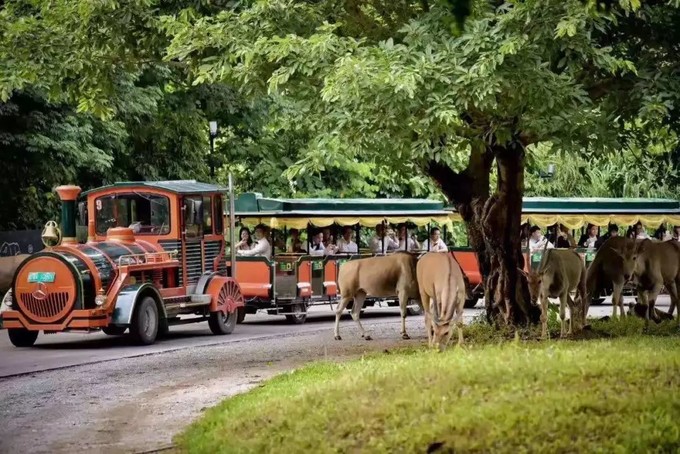 广州长隆野生动物世界的奇幻之旅,番禺长隆野生动物园1天旅游攻略