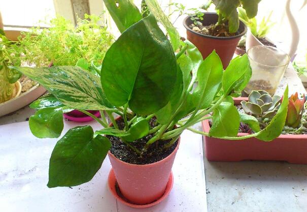 冬天绿萝怎么浇水防烂根,绿萝冬季浇水正确方法