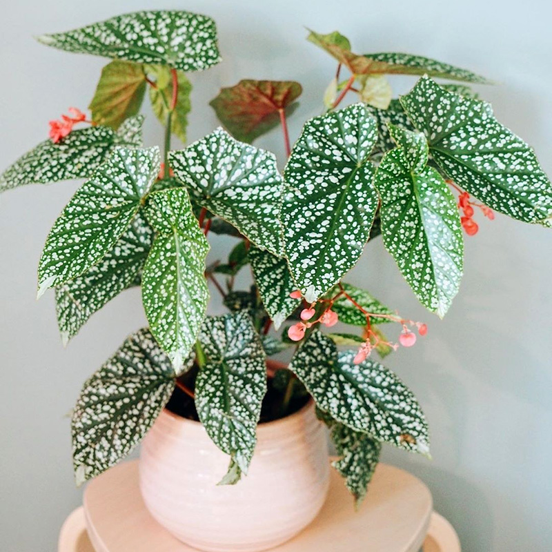 好养的盆栽花卉排名前十,盆栽花比较好养的有哪些