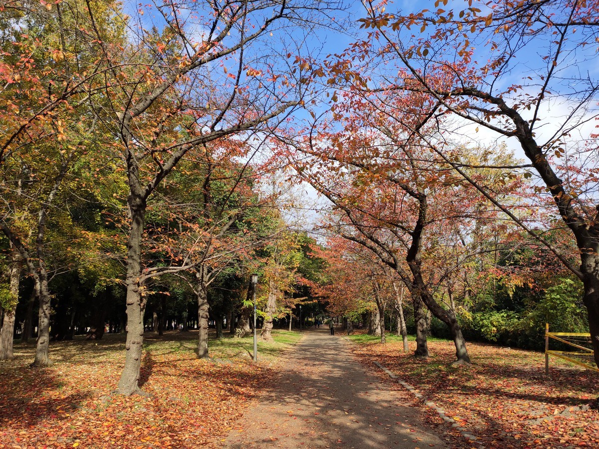 大阪马拉松跑道多少公里,日本大阪马拉松赛道怎么样