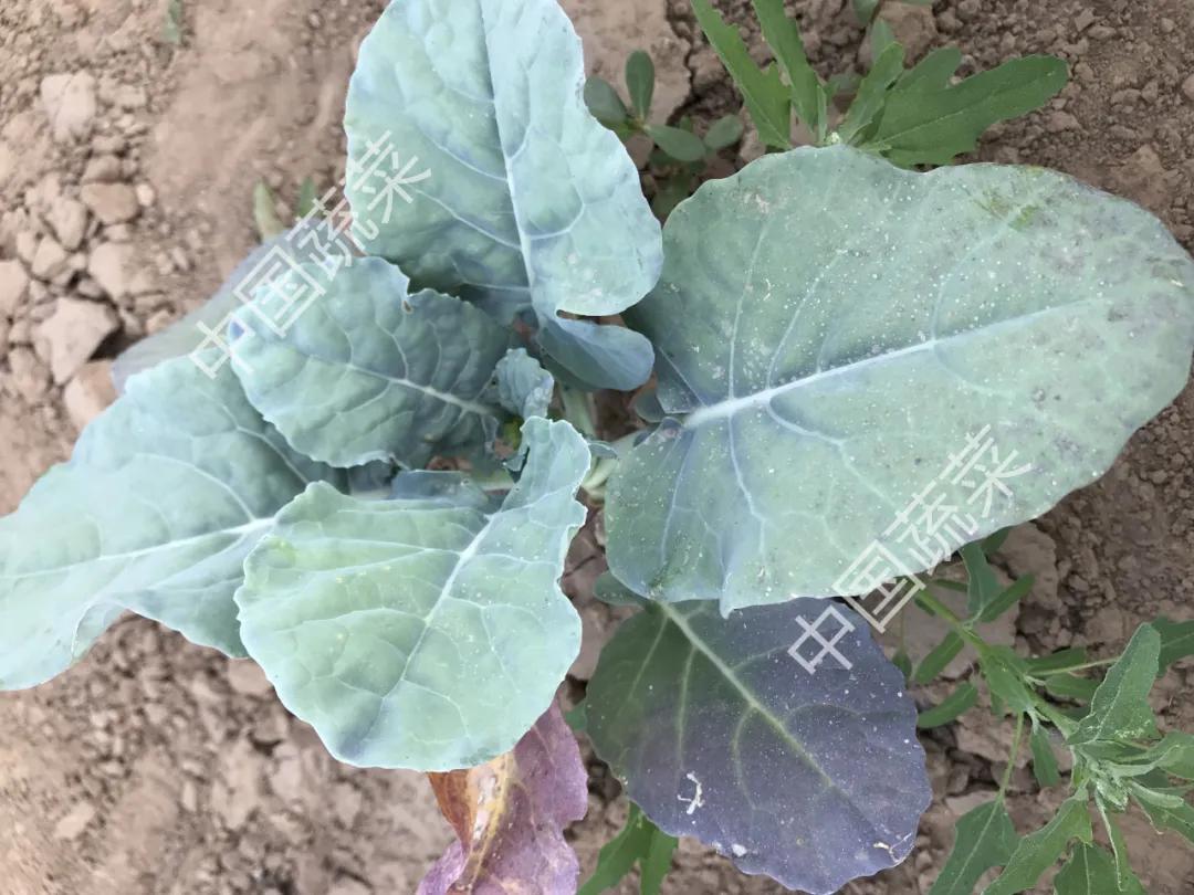 霜冻冰雹雪灾应对措施,冰雹天气请注意防范