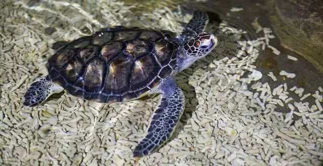 惠州双月湾君廷海景房酒店推荐,惠州双月湾海景房酒店优惠团