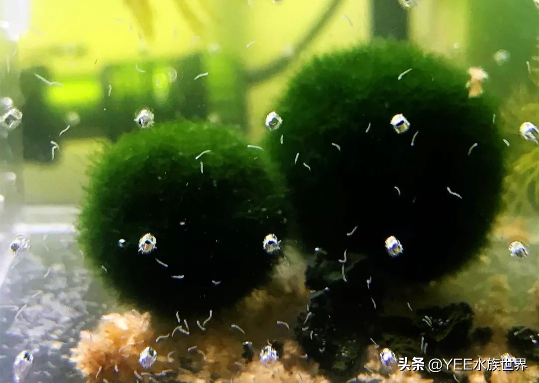 鱼缸里蛋白虫和寄生虫区别,鱼缸里发现长条状的虫子