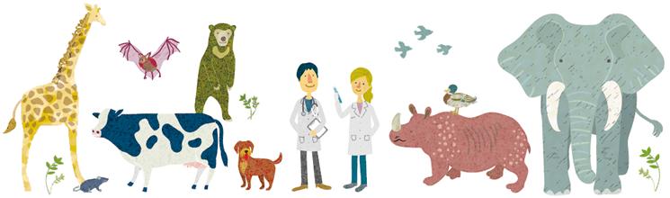 柠檬SGU|北海道大学sgu英文授课兽医学WISE博士课程怎么样