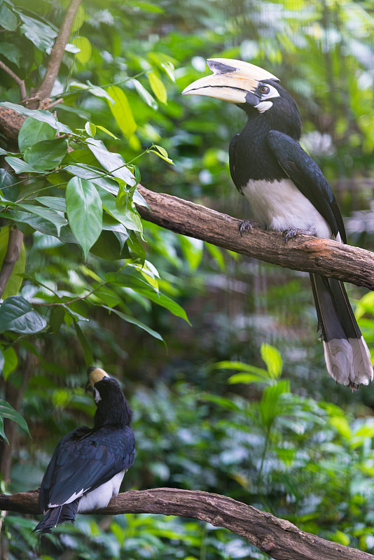 新加坡三个动物园哪个最好,新加坡动物园哪个最值得去看