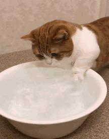 铲屎官最担心猫咪的几件事,爱玩水的猫怎么治