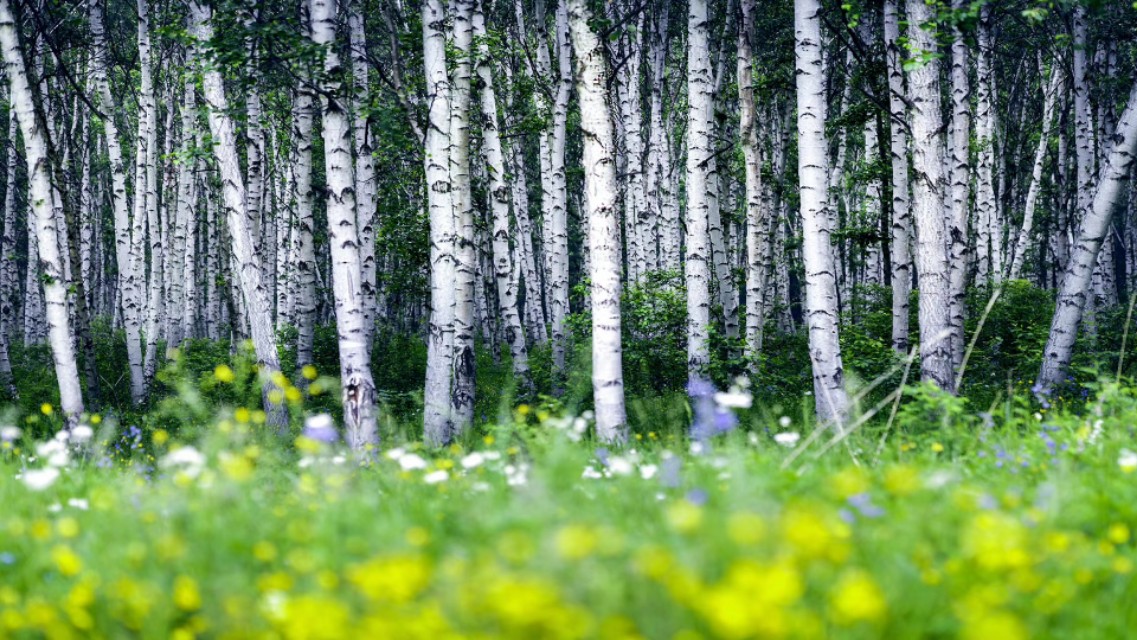 吉林北果：七省庄往事