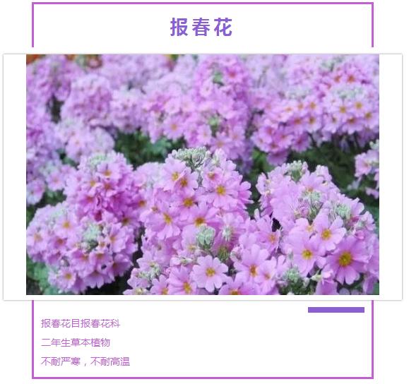 冬季也能开花的家养盆栽,冬天家里没有暖气养什么花