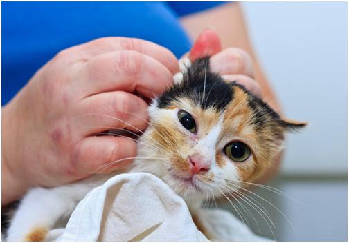 养猫家庭必备的18种药,养猫养狗家里常备药