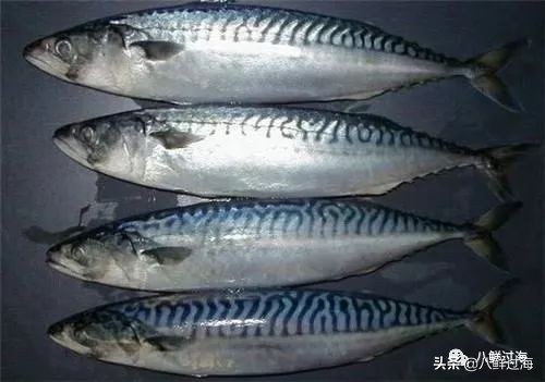 青花鱼跟鲐鲅鱼,青花鱼和鲐鲅鱼的区别