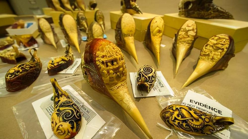 头骨最值钱鸟,头骨很珍贵的鸟