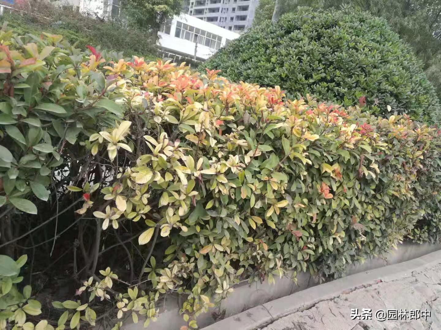 冬天新移栽的红叶石楠怎么保护,红叶石楠夏季移栽方法及注意事项