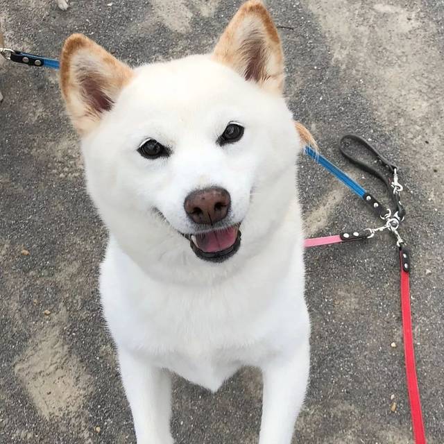 白柴犬多少钱一只幼崽,白色柴犬和奶白色柴犬哪个贵