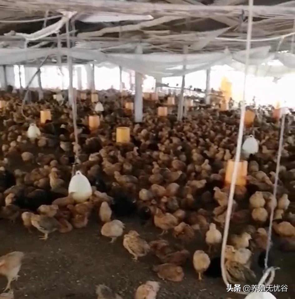 鸡群养鸡的营养,养鸡课堂鸡群呼吸道的发展过程