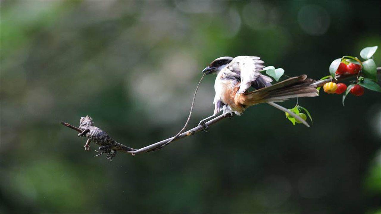 伯劳鸟与布谷鸟的区别,伯劳鸟和黄莺区别