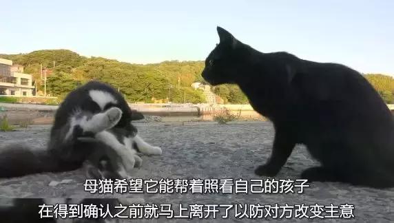 豆瓣9.1，看一次被萌一次，根本顶不住它们的可爱