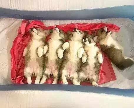 狗狗要生前有什么征兆,狗狗出生3天注意事项