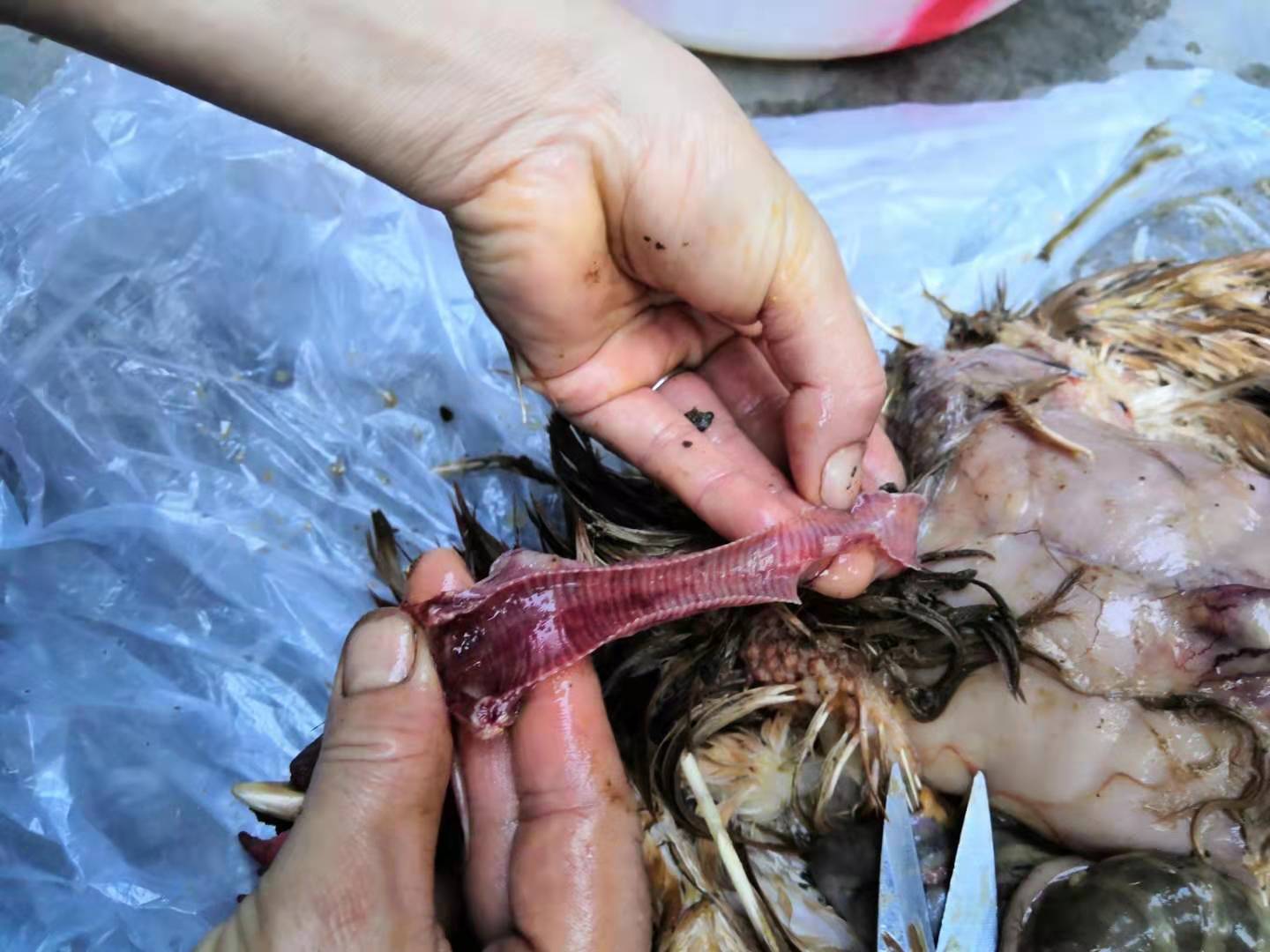 鸡喉炎发病时期,鸡传染性喉气管炎还可以救活吗