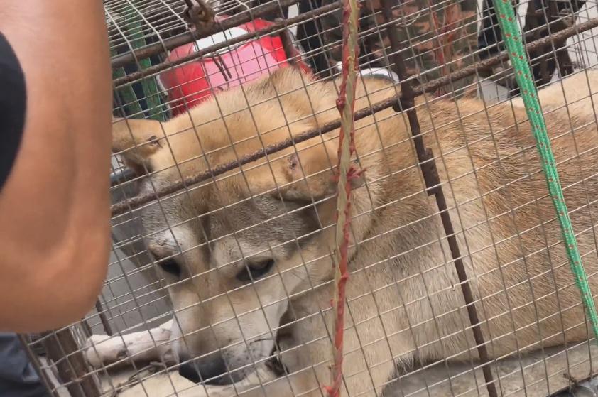 把价值5000的狗当肉狗卖掉,宠物被当肉狗卖