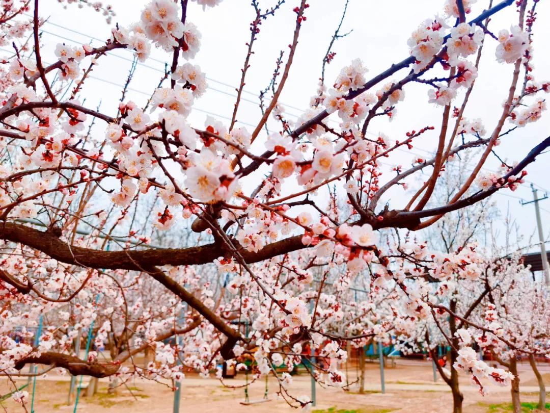 聊城姜堤乐园的门票是多少钱,姜堤乐园玻璃桥