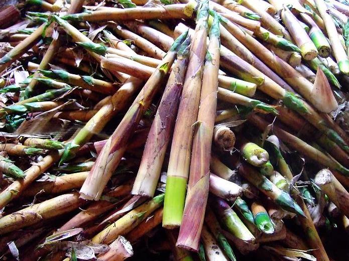 咋晒笋干,怎样晒笋干不发黑