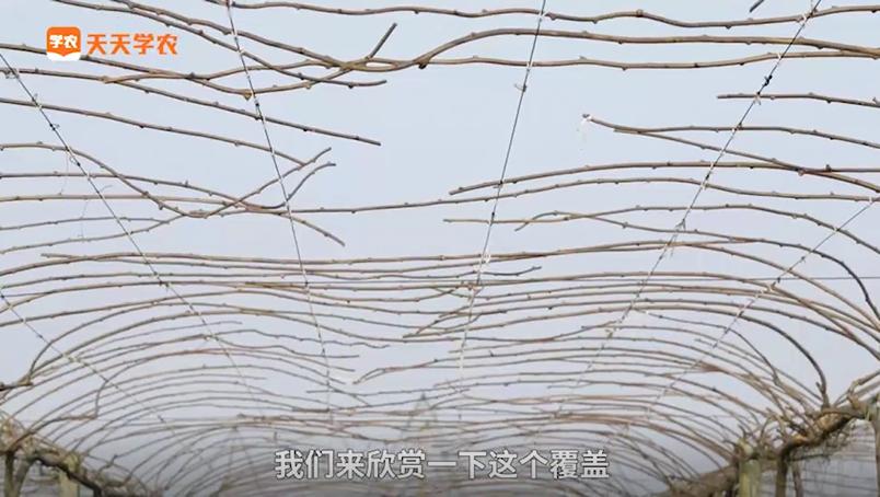 猕猴桃在北方冬季怎样管理和修剪,今年猕猴桃倒春寒几天