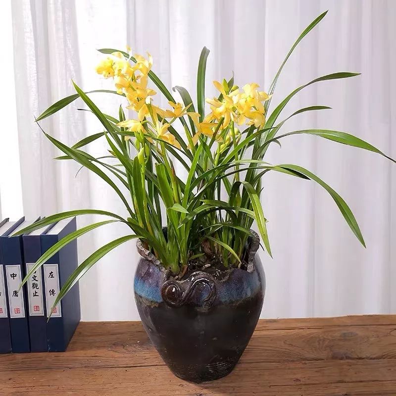 这六种花寓意吉祥好养易活,公认最吉利的4种花