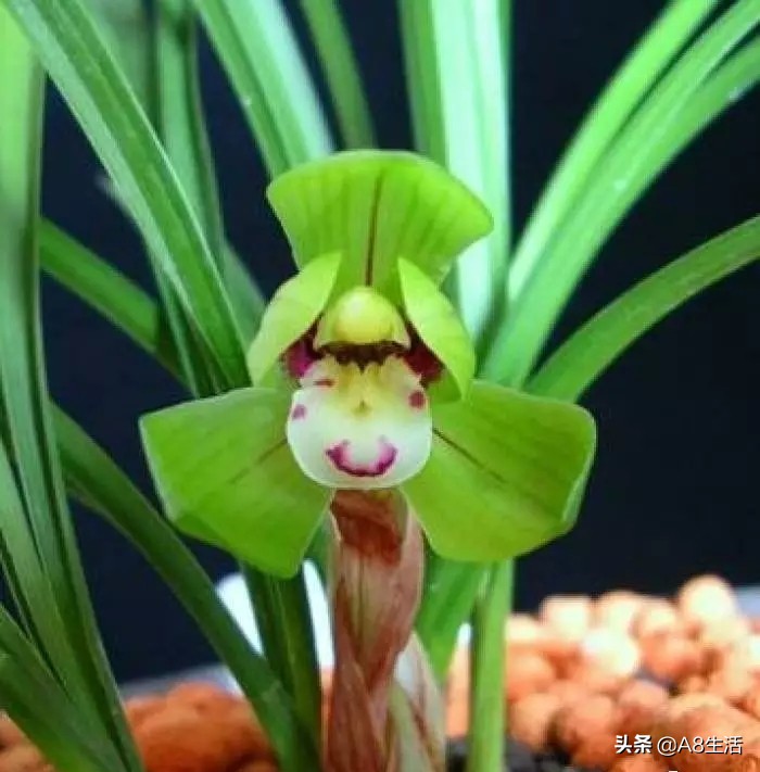 每日一品中国兰花图片,每日一品全文