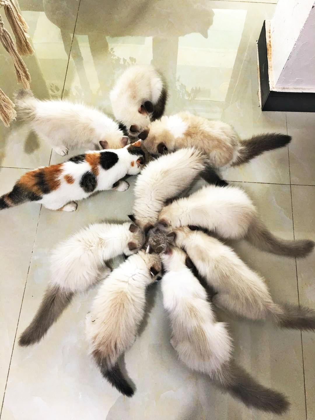 养一只布偶猫是什么感受啊,布偶猫好养吗有什么优点