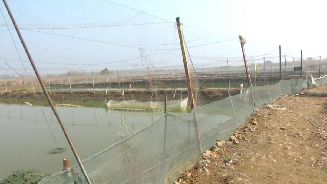 创富新发现：体质强健生长快，台湾泥鳅效益红火！